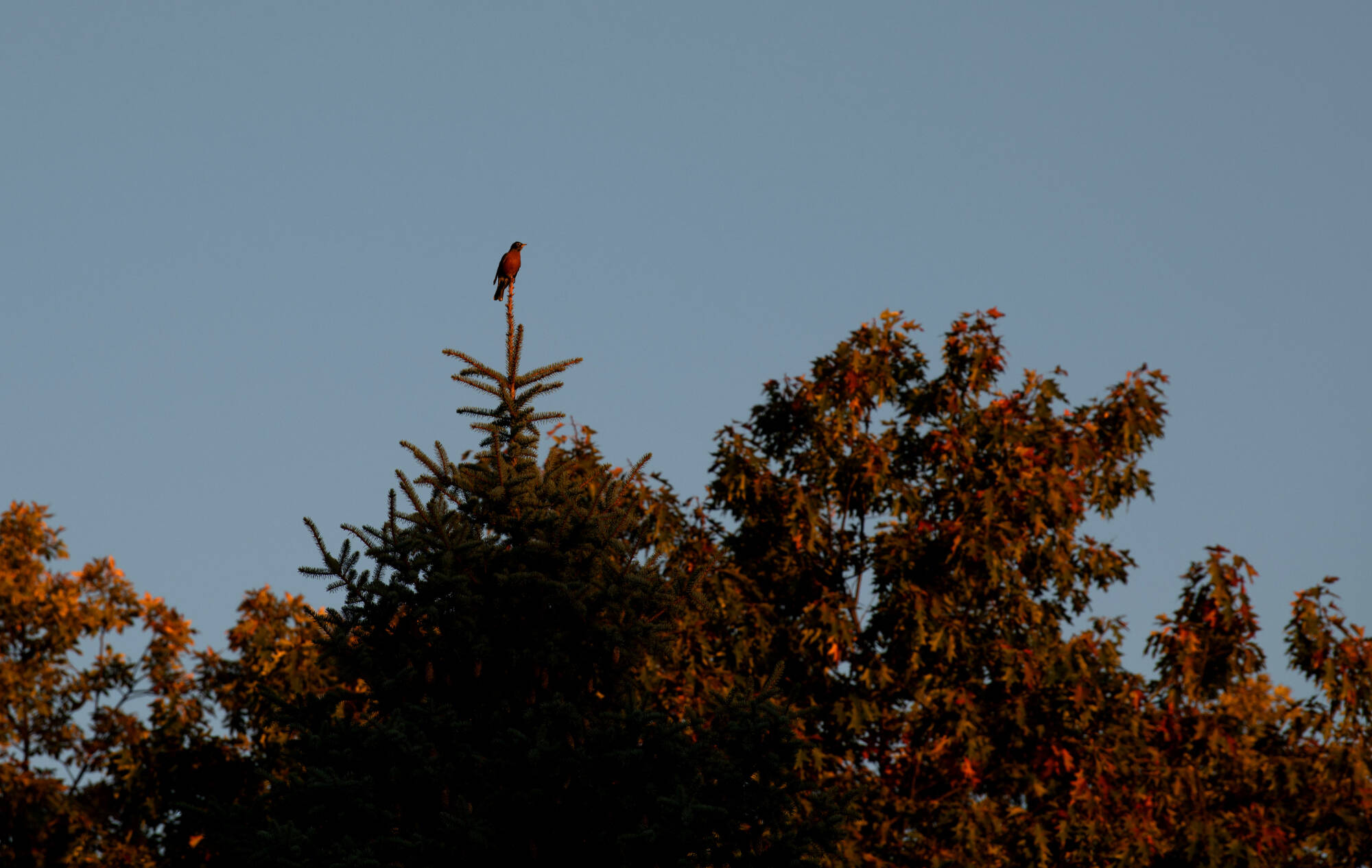A bird sits atop changing leaves on the Valley Campus October 16.